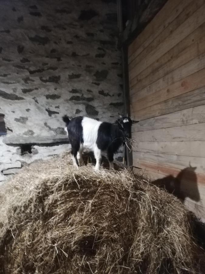 La Colline Des Hauts Bocages Vendeens Hotel Mouchamps Екстериор снимка